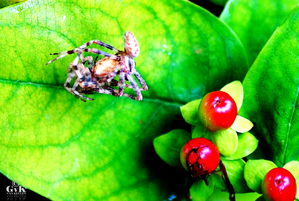 Bij jou in de tuin - Deel 6 - Kruisspinnen zorgen voor kleine spinnetjes